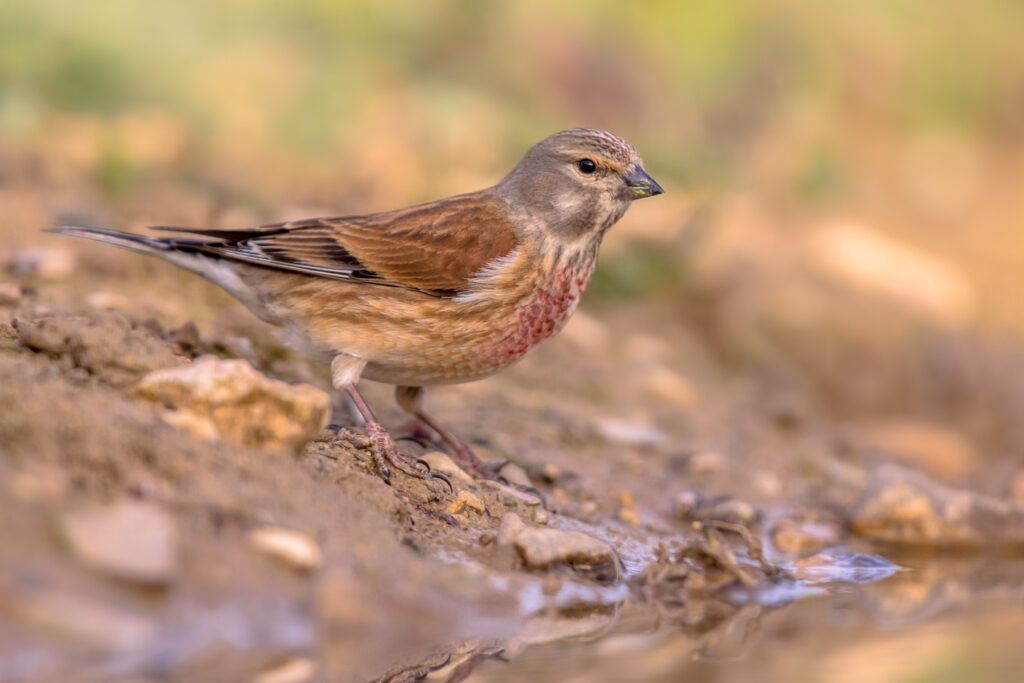 Common linnet (Linaria cannabina) on the bank of a garden pond in Spanish Pyrenees, Vilagrassa, Catalonia, Spain. April.